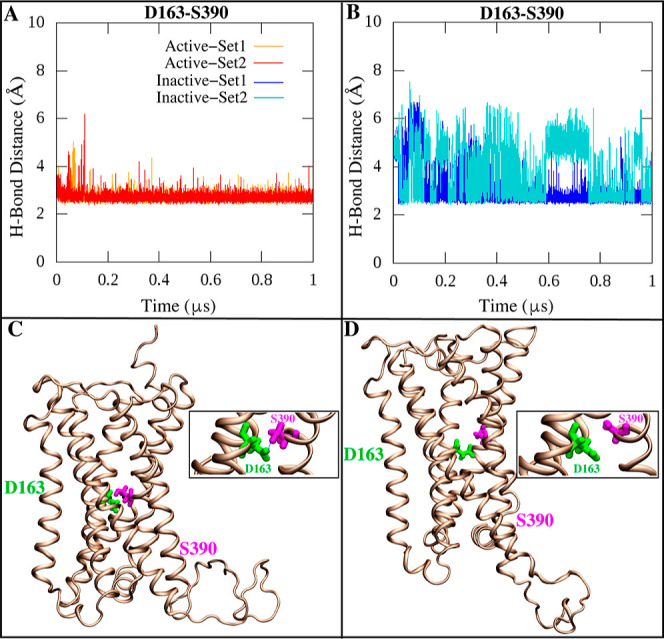 Hydrogen bond interaction between D163 and S390 stabilizes the TM7 helix in the active state of the CB1 receptor. (A,B) Time series of the hydrogen bond distances between the Cα atoms of D163 (TM2)—S390 (TM7). (C,D) A graphic representation of hydrogen bond interactions between the D163 and S390 in the active and inactive states of CB1, respectively.