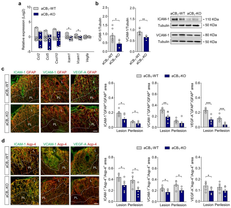 Astrocyte-specific CB1R mutants show reduced expression of immune and vascular effector molecules in EAE lesions. a Relative gene expression of permeability effector molecules in spinal cord tissue from aCB1-KO mice as compared to control aCB1-WT animals at acute disease EAE (n = 9–10 mice). b Immunoblotting for the adhesion molecules ICAM-1 and VCAM-1 shows reduced expression levels in aCB1-KO spinal cords (n = 6–7 mice). c-d Confocal z-stack projections of spinal cord sections double immunostained for (c) GFAP or (d) aquaporin-4 (Aqp-4) and ICAM-1, VCAM-1 or VEGF-A. Colocalization analysis highlights attenuated expression of permeability molecules in astroglial profiles within lesion (L) and/or perilesion (PL, dashed lines) areas from aCB1-KO animals (n = 5–6 mice). Scale bar = 50 μm. *p < 0.05, **p < 0.01 and ***p < 0.001, unpaired t-test or Mann-Whitney test. Error bars express SEM