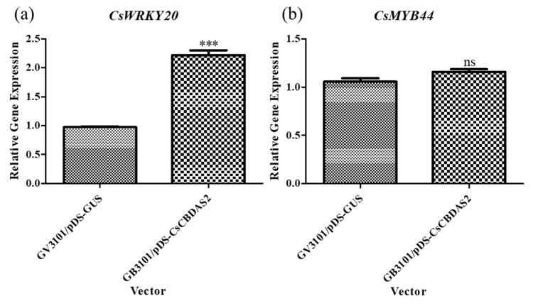 Comparison of the expression levels of transcription factor genes (a,b) in Cannabis sativa ‘Cheungsam’ plants overexpressing CsCBDAS2 under dark conditions. Data represent the means of three replicates, and error bars indicate SEM. Statistical significance was determined using Student’s t-test, with ns (not significant), *** p < 0.001.