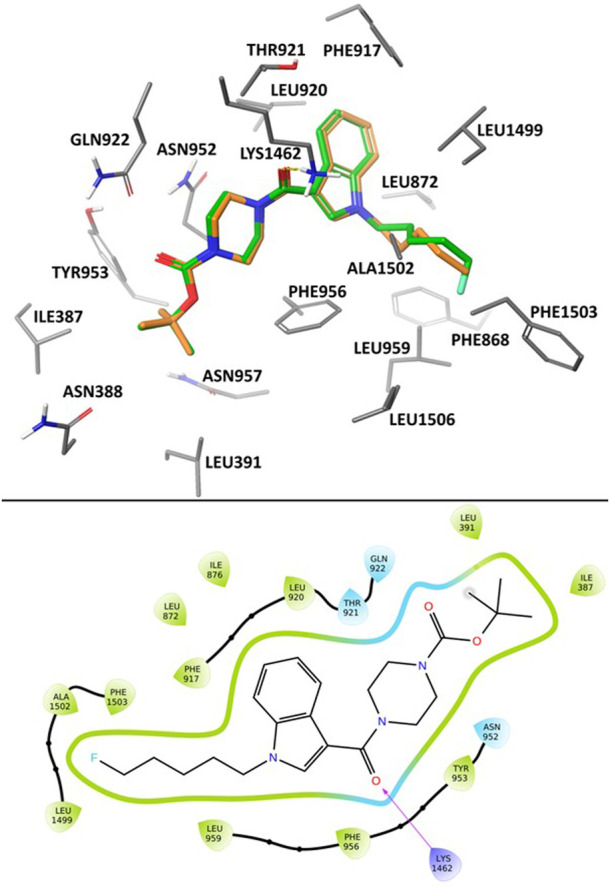 Calculated binding mode of SB2193 (orange) and SB2193F (green) at Cav3.1 (PDB: 6KZP) (Zhao et al., 2019) using GlideXP Docking (Friesner et al., 2006) (top). 2D Ligand Interaction Diagram depicting the summarizing the interactions between SB2193F and the Cav3.1 binding site (bottom).