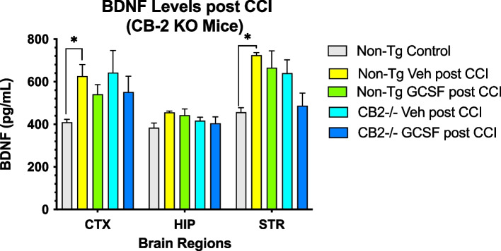 CCI resulted in increased BDNF levels in cortex and striatum (* = p < 0.05). 2-Way ANOVA revealed brain regions accounted for 37.5% of total variance and treatment accounted for 10.2% of total variance. (n = 4 mice per cohort). Tukey's multiple comparisons did not reveal differences between treatments with G-CSF and vehicle in both controls and CB2R KO mice