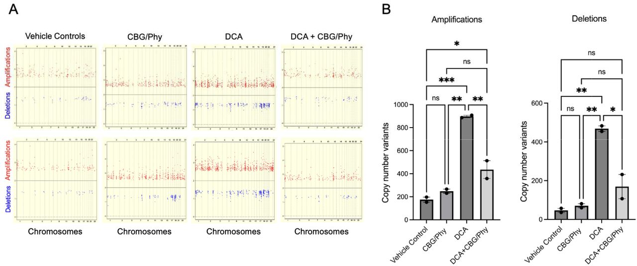 CBG and Phy at a 1:5 ratio reduce DCA-induced genomic instability in normal esophageal epithelial cells.(A)Scatter plots of the whole genome amplifications and deletions in HET1A cells cultured in the presence of either vehicle control, 100 µM DCA, CBG/Phytol admixture, or a combination of 100 µM DCA and CBG/Phytol admixture for 14 days. DNA extracted at day 14 was compared using PMDA arrays (Affymetrix) to the DNA of untreated cells collected at day 0.(B)Bar graphs illustrate the quantitative analyses of the whole genome amplifications (left panel) and deletions (right panel). Data were analyzed using one-way ANOVA with multiple comparisons. * p < 0.05,**p < 0.01, ***p < 0.001; ns, not significant.