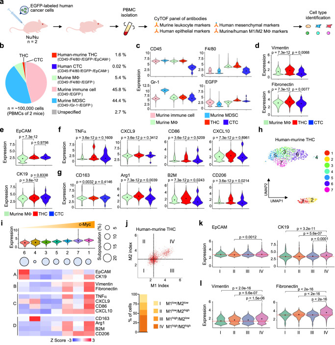 Naturally occurring THCs gain more mesenchymal features in the vasculature.a Schematic diagram of characterizing THCs in the blood circulation of xenograft mice. Nu/Nu mice were subcutaneously inoculated with EGFP-labeled C4-2 cancer cells. The PBMCs isolated from xenograft mice were analyzed by CyTOF. See also Supplementary Table 3. b Pie chart showing the proportions of human-murine THCs, human CTCs, murine macrophages, murine myeloid-derived suppressor cells (MDSCs), other murine immune cells, and unspecified cells in murine PBMCs. c The expression of murine CD45, F4/80, Gr-1, and EGFP in the five cell types. d–g The expression of mesenchymal (d), epithelial (e), M1- (f), and M2-like (g) macrophage markers in murine macrophages, human-murine THCs, and CTCs. h, i The human-murine THCs were further stratified into seven subpopulations by PhenoGraph clustering (h) and aligned by increasing expression of c-Myc (i). Heatmap showing the expression of epithelial (A), mesenchymal (B), M1- (C), and M2-like (D) macrophage markers in these subpopulations. j Upper: scatter plot showing the M1- and M2-like index values of circulating human-murine THCs in murine PBMCs. Lower: cells were grouped into four categories based on the average of M1- or M2-like index values. k, l Expression of epithelial (k) and mesenchymal (l) markers in the four categories shown in (j). P-values were determined using a one-way ANOVA followed by Tukey test.