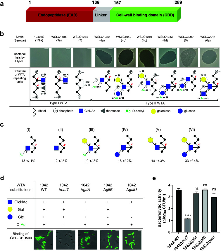 Correlation of Listeria WTA structure with the bacteriolytic activity of Ply500 endolysin and the binding activity of its C-terminal domain CBD500. (a) Modular architecture of the full-length Ply500. (b) Lytic activity of Ply500 detected by spot-on-lawn assay (upper panel; scale bar 300 μm) and corresponding types of WTA reported in the genus Listeria.20 Images are representative of three experiments, and contrast was adjusted for clarity. (c) Relative abundance (%) of the repeating unit variants within Listeria WTAs derived from strain WSLC1042 (WTA1042), determined by UPLC-MS analysis. Latin numerals (I–VI) denote the repeating unit species of WTA1042 identified. Data represent means ± SEM; n = 3. (d) Binding of GFP-CBD500 to wild-type WSLC1042 and mutants lacking specific substituents in the backbone of the WTA repeating unit. Scale bar represents 1 μm. Images are representative of three experiments, and contrast was adjusted for clarity. (e) Reduction of bacterial colony counts (Δlog10 CFU ml−1) after 1 h incubation of WSLC1042 and selected WTA mutants in the presence of 100 μg ml−1 of Ply500. Results are the mean ± SEM of three experiments. Statistical significance was assessed using one-way ANOVA test (****p < 0.0001; ns: not significant).