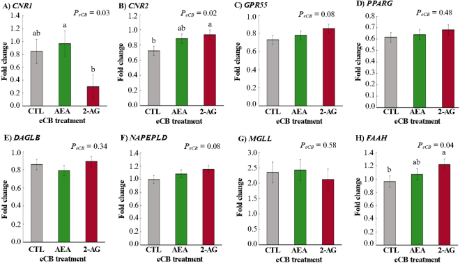 Main effects of exogenous AEA or 2-AG on the gene expressions of endocannabinoid (eCB) receptors and enzymes in leukocytes of dairy cows. Effects of eCB on relative gene expression of (A) cannabinoid receptor 1 (CNR1), (B) cannabinoid receptor 2 (CNR2), (C) G protein-coupled receptor 55 (GPR55), and (D) peroxisome proliferator-activated receptor gamma (PPARG); (E) synthetized enzymes diacylglycerol lipase β (DAGLB) and (F) N-acyl phosphatidylethanolamine phospholipase D (NAPEPLD); and degradation enzymes (G) monoglyceride lipase (MGLL) and (H) fatty acid amide hydrolase (FAAH) stimulated with LPS in dairy cow (n = 6) leukocytes. 2-AG = 2-arachidonoylglycerol; AEA = N-arachidonoylethanolamide; CTL = control. Data show mean ± SEM; groups were pooled across LPS treatment. Means with different lowercase letters (a,b) differ at P ≤ 0.05 by Tukey's test. Created in BioRender.com.
