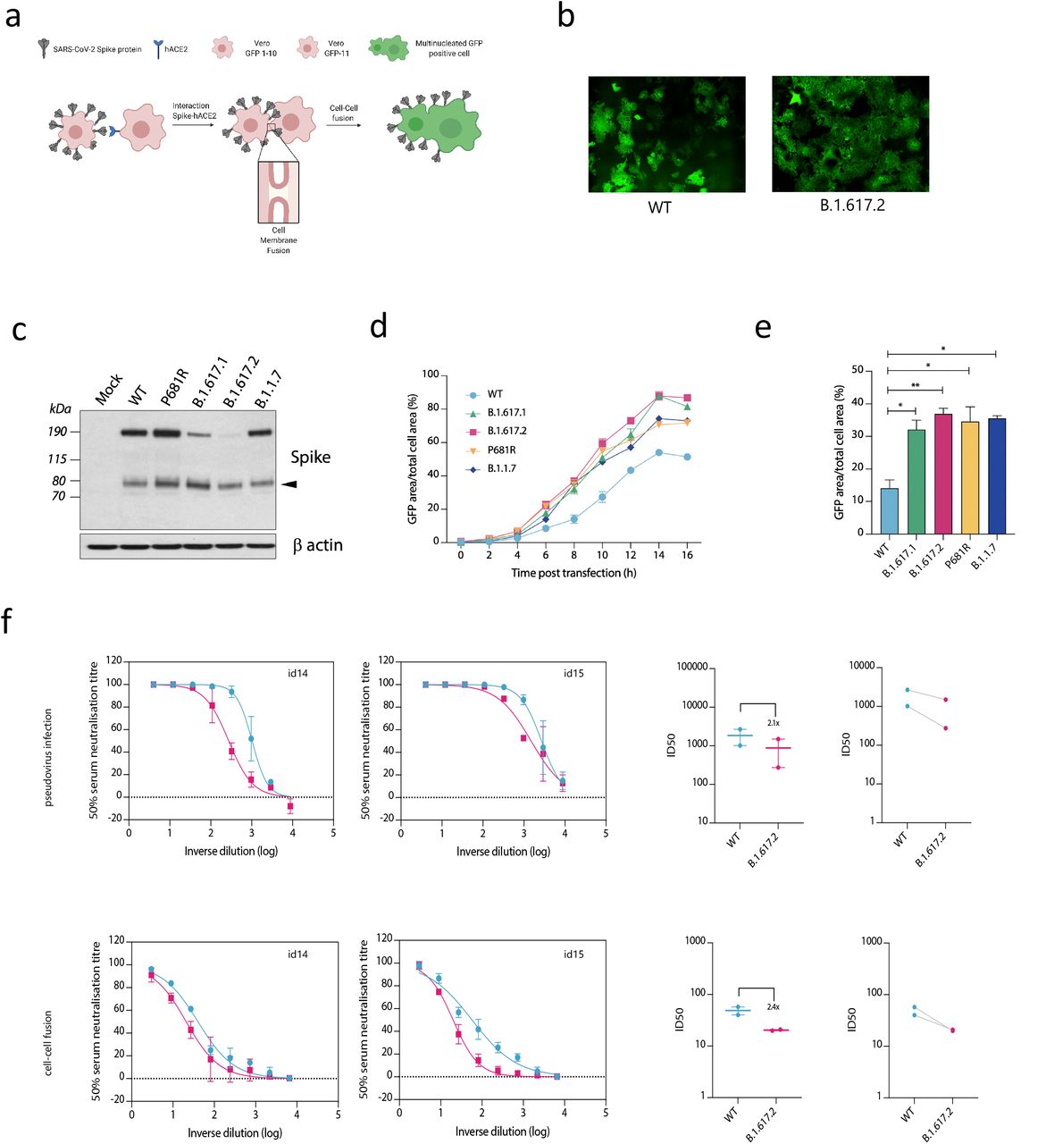 B.1.617.2 Delta variant spike confers accelerated cell-cell fusion activity that can be blocked by anti-spike neutralising antibodies in sera.a. Schematic of cell-cell fusion assay. b. Reconstructed images at 10 hours of GFP positive syncytia formation. Scale bars represent 400 mm. c. western blot of cell lysates 48 hours after transfection of spike plasmids. Anti-S2 antibody. d,e. Quantification of cell-cell fusion kinetics showing percentage of green area to total cell area over time. Mean is plotted with error bars representing SEM. f. Comparison of impact of post vaccine sera (n=2) on PV neutralisation (top) and cell-cell fusion (bottom), comparing WT and Delta variant B.1.671.2. Data are representative of at least two independent experiments.