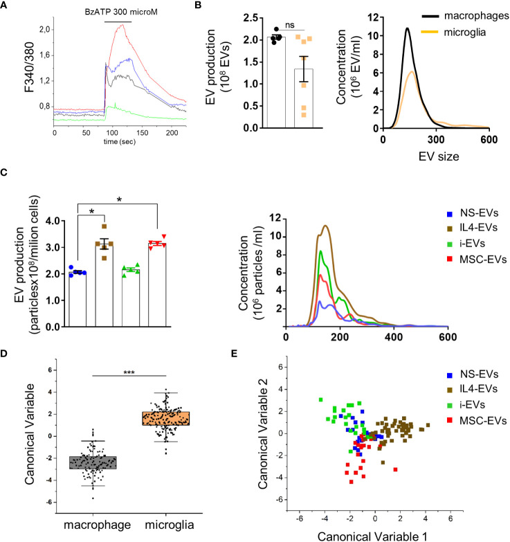 Quantification and Raman spectroscopy analysis of EVs produced by macrophages with different states versus microglia-derived EVs. (A) Temporal analysis of changes of intracellular calcium concentration, expressed as F340/380, in fura-2-loaded macrophages exposed to 300 μM BzATP (N of analyzed cells=50). Representative traces from four distinct macrophages are shown in distinct colors. (B) EV production (left) and size profile (right) from 1 x 106 non stimulated macrophages or microglia, quantified by NTA (N = 5 macrophages, N=7 microglia; Mann Whitney t-test p=0.0732). EV size, Mean±SEM: 176.0 ± 32.53 nm macrophages, 204.0 ± 50.91 nm microglia. (C) The graphs show production (left) and size distribution (right) of EVs from non-stimulated or polarised macrophages upon ATP stimulation (N=5; Kruskal-Wallis test p=0.0021 with Dunn’s multiple comparisons test). EV size Mean ± SEM: 185.3 ± 17.34 nm NS-EVs, 187.9 ± 32.88 nm IL4-EVs, 186.8 ± 23.90 nm i-EVs, 199.6 ± 40.09 nm MSC-EVs. (D) Canonical Variable scores obtained after PCA-LDA multivariate analysis of the Raman spectra obtained from macrophages and microglia. In the classification model, spectra from EVs were grouped based on the cell of origin to test Raman ability to discriminate the molecular composition of EVs from the two cell sources. The first 10 PC scores calculated by means of PCA were used for the LDA. Each dot represents a single spectrum (***p<0.001 after one way ANOVA). (E) Multivariate statistical analysis (PCA-LDA) performed on the Raman spectra of NS-EVs, IL-4-EVs, i-EVs or MSC-EVs derived from macrophages. The scatter plot represents the values obtained for the Canonical Variable 1 and Canonical Variable 2 after LDA. Each dot represents a single spectrum.