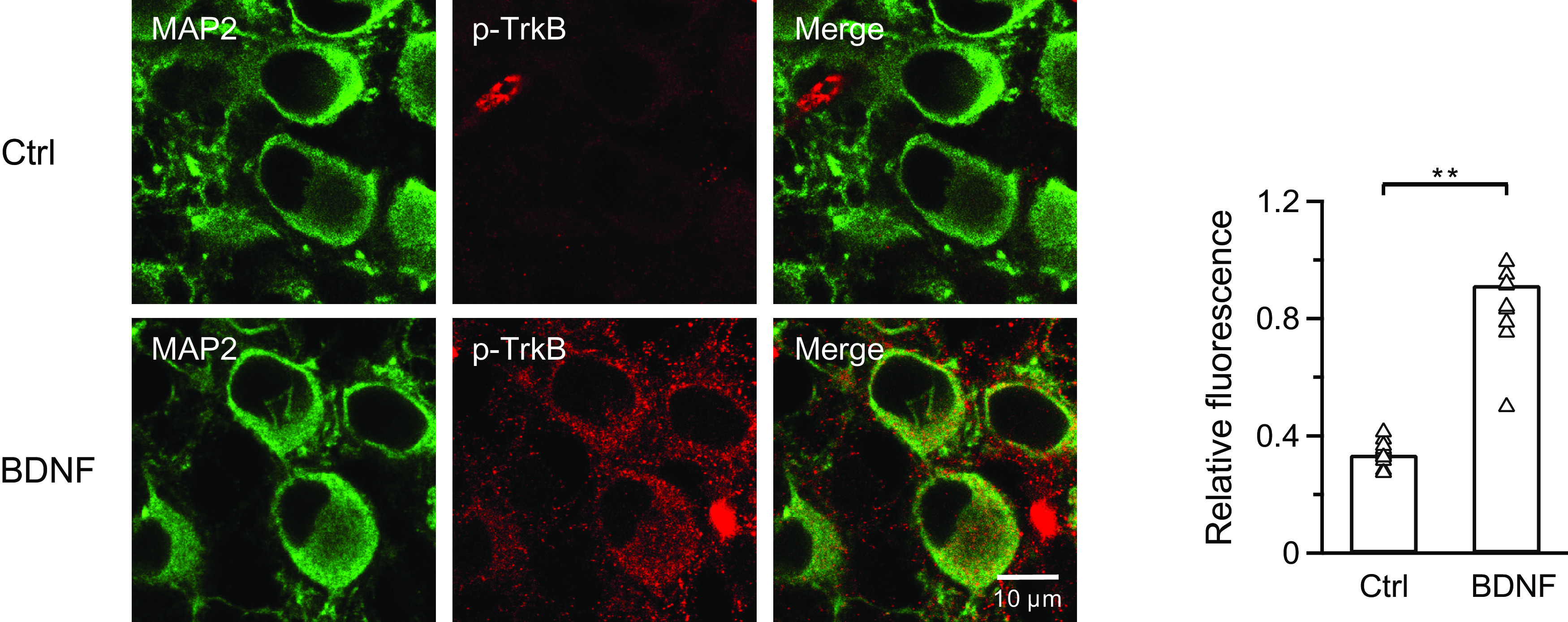 BDNF activates postsynaptic TrkB receptors. Left, Immunostaining of postsynaptic neurons (MAP2, green) and phospho-TrkB receptors (red) at calyces. Scale bar, 10 μm. Right, Statistics for relative fluorescence before (n = 15 cells from 3 experiments) and after (n = 11 cells from 3 experiments) application of BDNF (100 ng/ml) using an unpaired Student's t test. **p < 0.01.