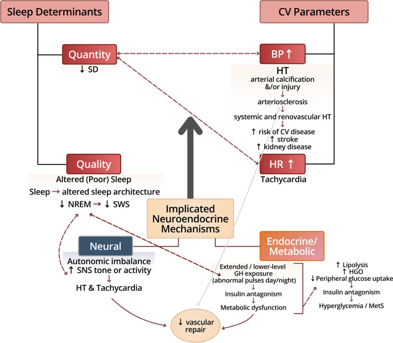 Schematic representation of sleep-cardiovascular interactions mediated by neuroendocrine mechanisms. Reduced sleep duration and poor sleep quality, particularly decreased N3 (slow-wave sleep), contribute to autonomic imbalance characterized by increased sympathetic nervous system activity, leading to hypertension and tachycardia. Concurrently, endocrine and metabolic alterations, including elevated cortisol levels, reduced growth hormone secretion, and insulin resistance with impaired glucose metabolism, are associated with metabolic dysfunction and hyperglycemia. These processes converge to induce endothelial dysfunction, impair vascular repair mechanisms, and are associated with athero-/arterio-sclerosis and myocardial remodeling. Collectively, these effects increase the risk and morbidity associated with systemic and renovascular hypertension, stroke, chronic kidney disease, and other cardiovascular complications. BP, blood pressure; CV, cardiovascular; GH, growth hormone; HGO, hepatic glucose output; HR, heart rate; HT, hypertension; MetS, metabolic syndrome; SD, sleep duration; SNS, sympathetic nervous system
