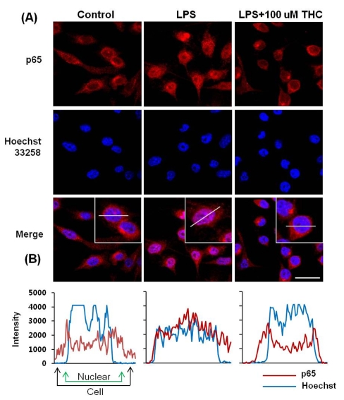 THC suppressed the nuclear localization of NF-κB in LPS-stimulated BV2 microglial cells. (A) BV2 microglia cells were pretreated with THC for 1 hr prior to stimulation with 200 ng/ml LPS for 1 hr. Localization of NF-κB p65 subunit was determined using an anti-p65 antibody and an Alexa 546-labeled goat anti-rabbit IgG antibody. Nuclei were visualized by Hoechst staining. Cells were visualized using confocal scanning microscopy. Scale bar=20 µm. (B) NF-κB localization was further examined by line scannin.