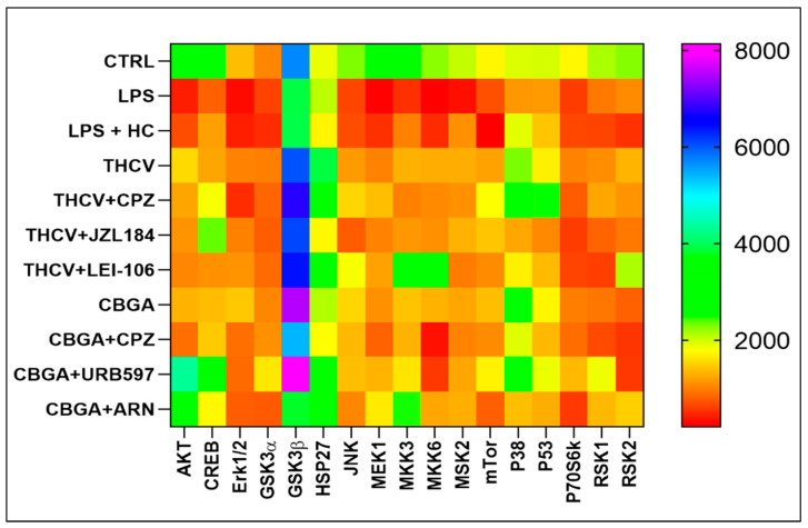 Heat map of the most relevant 17 proteins of the MAPK signaling pathway in HaCaT cells following 24 h treatment with LPS (5.0 µg/mL) in the presence of pCBs (THCV (9.3 µM) and CBGA (13.0 µM)) and selected eCB system antagonists and inhibitors (CPZ (5.0 μM), JZL184 (10.0 μM), LEI-106 (10.0 μM), URB597 (1.0 μM) and ARN19874 (33.7 μM)). Samples were analyzed through the Human Phosphorylation Array, and data are expressed as means of three sets of experiments for each condition (n = 3).