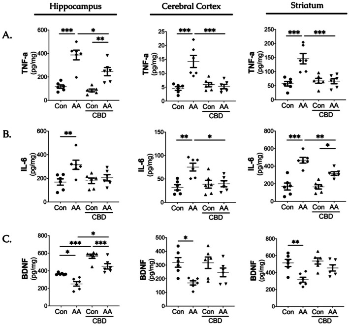 Protective effect of cannabidiol on inflammatory and neurotrophic markers against acrylamide‐induced toxicity in the hippocampus, cerebral cortex and striatum. (A) Levels of Tumor necrosis factor‐α (TNF‐α), (B) Interleukin‐6 (IL‐6) and (C) Brain‐derived neurotrophic factor (BDNF). Each scatter plot represents the data points for AA, CBD, co‐administration, and Con groups (n = 6/group). AA, Acrylamide; CBD, Cannabidiol. All data are expressed as group mean ± SEM (*p < 0.05. **p < 0.01. *** < 0.001).