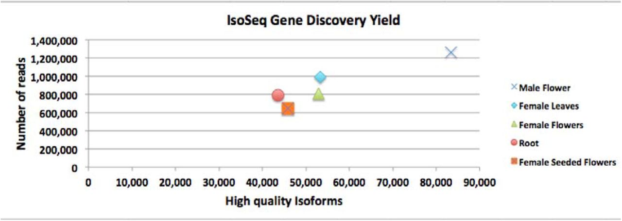 MAKER2 results of Iso-Seq data generated from five tissue types. Isoform discovery is read number-dependent suggesting isoform discovery is not saturated.