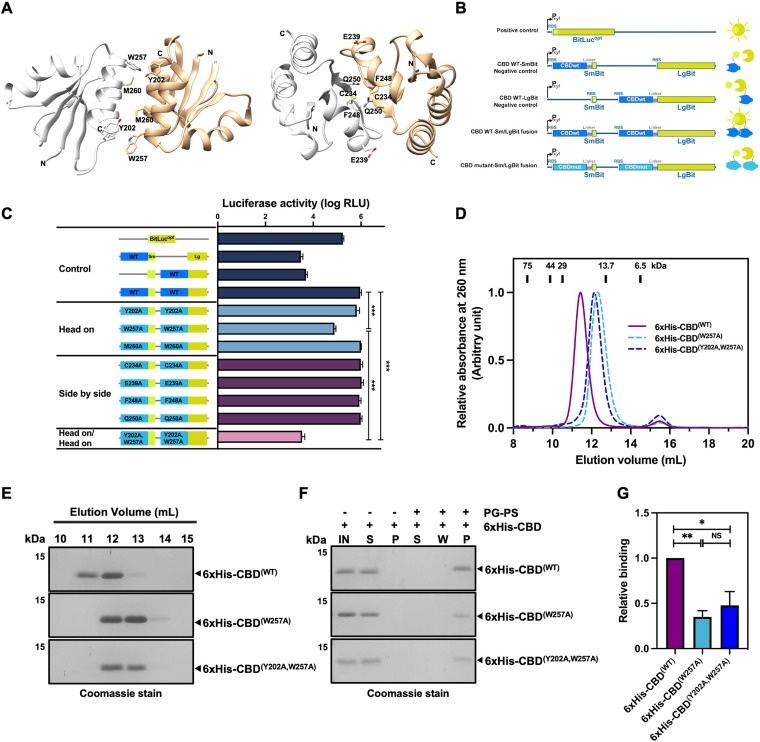 The CBD of CD16/50L forms a homodimer. (A) Modeled structures of CD16/50L’s CBD homodimer predicted by SWISS-MODEL. Ribbon diagram displays the head-on dimer (left) and the side-by-side dimer (right). The interface residues are labeled and shown as a stick model. (B) Scheme of reporter constructs used in a split complementary assay (left panel). Expression of each reporter construct is driven by the xylose-inducible promoter. The full-length luciferase reporter BitLucopt serves as positive control. Negative controls are the CBD fused with only the large N-terminus (LgBit) or the small C-terminus (SmBit) of BitLucopt. To observe an in vivo dimerization, wild-type (WT) or mutant (mut) variants of CBD were fused with each fragment of the reporter. If dimerization occurred, bright luminescent signal could be observed (right panel). Locations of ribosome-binding site (RBS) and linker are shown. (C) CD16/50L’s CBD most likely forms a homodimer in vivo. The split complementary luciferase assay using the reporter constructs shown in Fig. 3B was performed. Exponentially growing C. difficile cells harboring each reporter construct were induced with 4% (wt/vol) xylose for 2 h. Furimazine substrate was added and incubated for 5 min. The luminescent signal was then detected and plotted. CBD WT fusions exhibited a strong luciferase activity, while CBD(W257A) and CBD(Y202A, W257A) mutant variants significantly reduced the signal. Mean ± SD are shown (n = 3) (***P < 0.001). (D) The CBD of CD16/50L forms a homodimer in vitro and the W257 residue is crucial the dimerization. Size exclusion chromatography (SEC; Superdex 75 10/300 GL) analysis of purified 6xHis-CBD protein variants was performed and elution profiles plotted. Elution peaks of protein standards of indicated molecular weight are indicated as black rectangles at the top. (E) SDS-PAGE analysis of the CBD protein variants fractionated by SEC (Fig. 3D). Proteins were separated on SDS-PAGE and detected by Coomassie blue stain. (F) CBD dimerization is most likely crucial for the interaction with the PG-PS complex. Similar to Fig. 2B, but purified CBD mutant variants were analyzed. IN, material before pull-down; S, supernatant; W, wash fraction; P, pellet fraction. (G) Relative binding quantified from Fig. 3F. Protein levels relative to the CBD WT were calculated and plotted. Mean ± SD are shown (n = 3) (*P < 0.05, **P < 0.01, NS, not significant).
