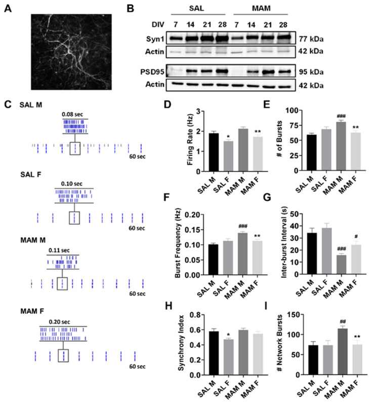 Effect of MAM on neuronal cortical systems activity. (A) Representative immunostaining of MAP2 showing a DIV 21 primary cortical neuron. (B) Western blot showing levels of Syn1, PSD-95 and actin at DIV 7, 14, 21, and 28 in primary cortical neurons derived from male and female SAL treated (control) and MAM rats. (C) Representative raster plots showing sex differences in baseline neuronal activity. (D) Quantification of group differences in neuronal firing rate showed that female SAL and MAM rat neurons exhibited reduced firing rates at baseline compared to male neurons of the same model. (E,F) Male MAM-derived neurons exhibited increased number of bursts compared to male SAL neurons, whereas female MAM neurons exhibited no difference in bursting activity compared to female SAL neurons. (G) Inter-burst interval showing a shorter interval in MAM-derived neurons. (H) Female SAL neurons showed a decreased synchrony index at baseline. (I) Male MAM-derived neurons exhibited elevated network bursting compared to all other groups. Data are expressed as means ± SEM. N = 3 biological replicates. * p < 0.05, ** p < 0.01, compared to males of the same model, # p < 0.5, ## p < 0.01, ### p < 0.001 compared to sex-matched controls, ANOVA followed by Bonferroni or Games–Howell post-hoc determined by Levene’s test of variance.