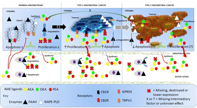 Working hypothesis on how FAAH and NAPE-PLD expression and other components of the endocannabinoid system affects NAE levels in endometrial cancer. In this figure, we depict the endocannabinoid system in normal endometrium, in type 1 EC and in type 2 EC. In the normal situation (left), endometrial tissue growth is controlled by a balance between apoptosis and cell proliferation resulting in no net gain of tissue. Relatively high levels of FAAH protein and low levels of NAPE-PLD protein keep the destruction and production of the NAEs, AEA, OEA, and PEA in the normal range within the tissue. Plasma AEA, OEA, and PEA levels are also modulated by the actions of NAPE-PLD in endothelial cells and FAAH activities in T-lymphocytes to keep plasma NAE concentrations within the normal range. The presence of excess estrogen (E2) results in malignant transformation of the endometrium into type 1 EC tissue (middle). Concomitant with that transformation is an increase in the expression of NAPE-PLD in the tissue and a loss of FAAH, cannabinoid receptor 1 (CBR1) and 2 (CB2R) (23). This allows the NAEs to bind to and activate GPR55 receptors, which may increase cellular proliferation such that it exceeds the apoptosis effect of AEA binding to the TRPV1 receptor (24). The lack of CBR1 and CBR2 receptor turnover and the increased synthesis and reduced degradation of NAEs in the tumor, results in excess release of the NAEs into the blood, where OEA is preferentially degraded by lymphocytic FAAH resulting in the “entourage effect” and the observed higher AEA and PEA concentrations seen in these patients. Less is known about the role of the endocannabinoid system in type 2 EC (right), but higher NAPE-PLD and lower FAAH, CBR1, and CBR2 expression values also results in nascent NAE production and release into the blood and similar FAAH degradation of the NAEs as found in type 1 EC. Whether the loss of CBR1 and CBR2 in type 2 EC releases the TRPV1 and GPR55 receptors to respond to the remaining NAE (or other ligands) to affect apoptosis or cell proliferation is currently unknown, as is the primary initiating factor (black X) or the factor involved in E2 desensitization (white X) that allows drug-resistant forms of type 1 EC to convert to type 2 EC. In all cases, the synthesis and degradation of the NAEs by endothelial cells and T-lymphocytes, respectively, seems to be unaffected.