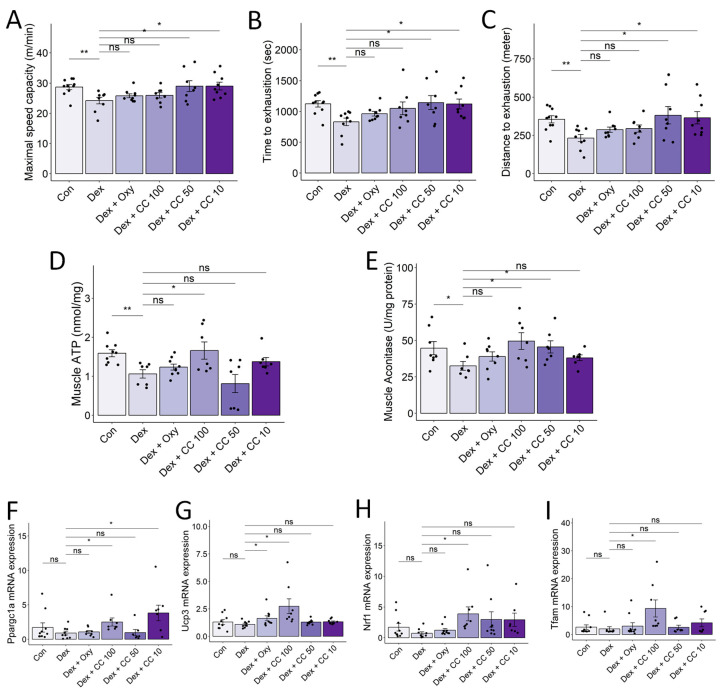 CC increases exercise capacity and mitochondrial functions in skeletal muscle. (A–C) Maximal speed (A) and time (B) and distance (C) to exhaustion were evaluated. (D,E) ATP and aconitase activity in the tibialis muscle was normalized to protein content in the homogenate. (F–I) mRNA expression levels of Pparg1a, Ucp3, Nrf1, and Tfam. β-actin was used as a housekeeping gene control. Data are shown as mean ± SE, n = 8–10. The black dots on the bar graph represent the data values for each mouse on the x-axis. * p < 0.05, ** p < 0.01, ns (not significant) p > 0.05.