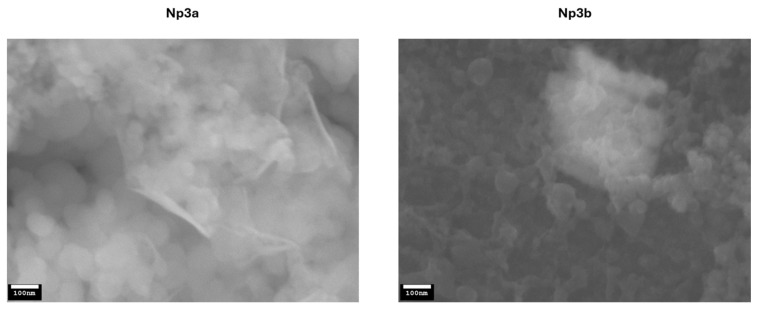 SEM images of Np3a and Np3b at 100,000x magnification.