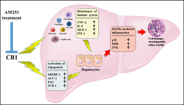 Schematic representative hypothesis of CB1 antagonist AM251 treatment to decrease dysregulation of the immune system and elevation of MAPK‐mediated inflammatory responses in our ObA‐NASH model. CB1, cannabinoid receptor type 1; MAPK, mitogen‐activated protein kinase; ObA‐NASH, obesity‐associated nonalcoholic steatohepatitis