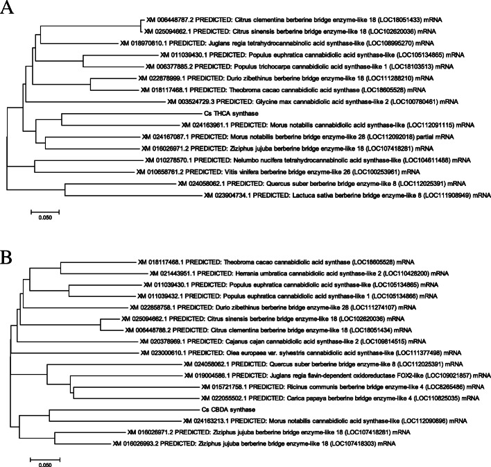 Neighbor joining phylogenetic tree for the a CsTHCAs and b CsCBDAs with the closest enzymes from plant kingdom