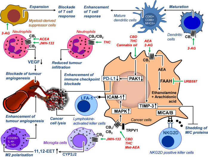 Effects of cannabinoid compounds on tumour-immune interaction.Green arrows indicate the specific site of action of the indicated cannabinoids. Black lines with circles at the end indicate receptor interactions. Black arrows indicate a functional or regulatory consequence of cannabinoid treatment. The indication “CB1/CB2” means that the substances listed here act via both cannabinoid receptors. All abbreviations are explained in the text.