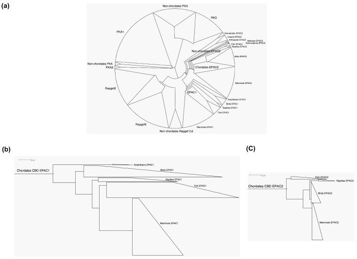Phylogenetic analyses of the CBD of PKA, PKG and EPAC1, EPAC2, RAPGEF 2 and 6. (a) Unrooted cladogram of CBD of PKA, PKG and EPAC1, EPAC2, RAPGEF 2 and 6. (b) Rooted phylogram of chordate CBD of EPAC1. (c) Rooted phylogram of chordate EPAC2. Scale bars: 0.01 represents 1 aa substitution per 100.