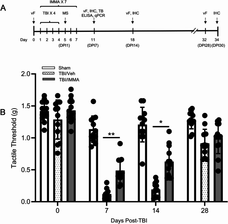 IMMA treatment suppressed periorbital allodynia in mice of repetitive mTBI. A Time line of experimental procedures. Mice received four repetitive mild TBI impacts (TBI ×4) and treated with IMMA for 7 consecutive days (IMMA ×7). Mass spectrometry (MS), von Frey test (vF), toluidine blue staining (TB), immunohistochemistry (IHC), PCR and enzyme linked immunosorbent assay (ELISA) were performed at the indicated days post-injury (DPI). B On days 0, 7, 14 and 28 post-TBI, mechanical periorbital tactile thresholds were evaluated by the “Up-Down” method. On days 7 and 14 post-TBI, compared to the sham group animals, the vehicle group showed a significantly reduced threshold. Animals treated with IMMA displayed significantly reduced mechanical response than that in the vehicle animals. *, p < 0.05, **, p < 0.01 were obtained when the TBI/vehicle group was compared to the IMMA treated group. At 28 days post-TBI, both TBI/vehicle and TBI/IMMA treatment groups displayed comparable periorbital thresholds to the sham group (mean ± SEM. n = 12)