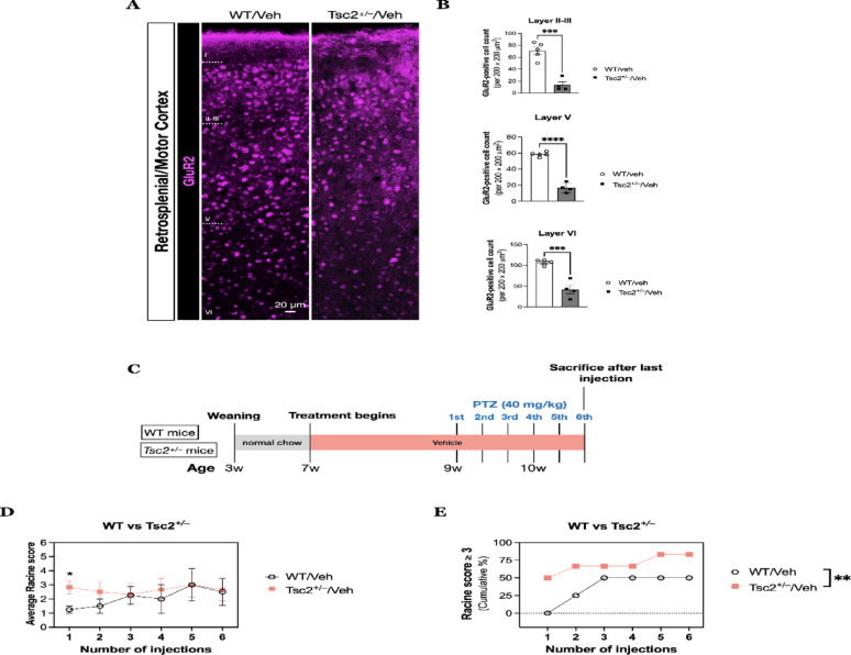 A Fluorescent immunohistochemistry on coronal sections of WT (N = 5) and Tsc2+/– mice (N = 4) for GluR2 was performed. B Quantitative results of GluR2-positive cells for cortical layer II-III (top panel), layer V (middle panel), and layer VI (bottom panel) were determined for each group. C The experimental procedural diagram for determining the differences in seizure susceptibility between WT and Tsc2+/– mice. Seizure behavior was determined in WT (N = 4) and Tsc2+/– mice (N = 6) with the vehicle treatment after six intraperitoneal injection of pentylenetetrazol (PTZ) with a dose of 40 mg/kg. D The average Racine score for WT and Tsc2+/– mice for each injection. E The cumulative percentage of animals that exhibited Racine score ≥ 3 during the PTZ induction paradigm. Data presented as mean ± SEM.*p < 0.05, ** p < 0.01, ***p < 0.001, ****p < 0.0001, n.s. not significant, using Unpaired T-test and two-way ANOVA