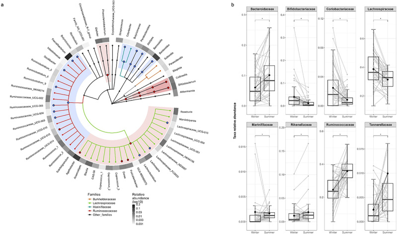 Paired-wise analysis of the gut microbiota taxonomic seasonal changes. (a) cladogram representation of the paired-wise Wilcoxon analysis showing the taxonomic ranks from the innermost phylum ring to the outermost genera ring. The outer heatmap illustrates the relative abundance of each corresponding genus. Only taxonomic ranks present in at least 60% of individuals are included. Each point represents a member within each taxonomic rank. Significant taxa (p < 0.05) showing increased (blue) or decreased (red) abundance between seasons are indicated by large points and shadow areas. (b) boxplots representation of significant taxonomic ranks including the median, lower/higher quartiles and 1.5× inter-quartile range whiskers. The means of the distributions are represented by a dot. *indicates significant differences between seasons using Wilcoxon sign rank test (p < 0.05, n = 48).
