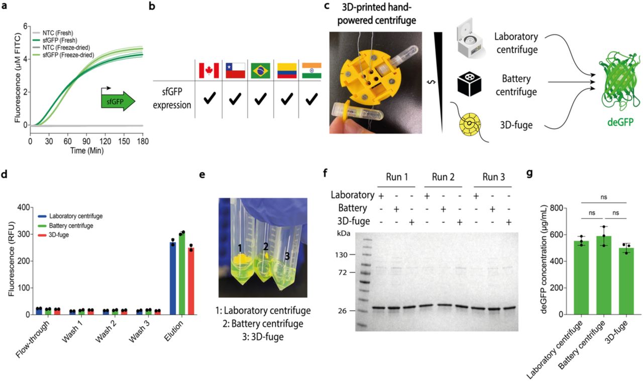 Standardized protocols and portable CFPS systems and labware enable intercontinental distribution to support the decentralization of biotechnology.(a) CFPS activity was assessed using sfGFP fluorescence standardized to FITC curves. FD-CFPS reactions stored at ambient temperature are compared to fresh reactions. In this representative experiment, sfGFP fluorescence was measured every ∼2 minutes for 3 h using cell-free lysates produced on-site in Chile. (b) FD-CFPS reactions were shipped (from Chile) without cold-chain logistics to researchers in Canada, Brazil, Colombia, and India, who could synthesize sfGFP upon rehydration. (c) Different centrifuges used to affinity-purify deGFP. The photograph shows an in-house designed, low-cost, open-source 3D-printed hand-powered centrifuge. In this representative experiment, deGFP was produced using cell-free lysates (prepared in Canada) and transported to Colombia at ambient temperature, where the experiments were conducted. (d) deGFP fluorescence was tracked during purification protocols using three different centrifuges and a standard plate reader. Data are shown as mean ± SD, n = 3. (e) Photographs of purified deGFP all showed a vivid green color. (f) Purified deGFP (MW = ∼ 27 kDa) from all three purification methods was analyzed via 4- 20% gradient SDS-PAGE in biological triplicate. The molecular weight ladder (in kilodaltons) is shown on the left. (g) Total soluble protein levels were quantified using a bicinchoninic acid (BCA) kit, showing similar yields across methods. Data are shown as mean ± SD of biological replicates, n = 3. Statistical differences were determined by one-way ANOVA with Tukey’s post hoc multiple comparisons test: ns p > 0.05. Abbreviations are: ns, not significantly different; NTC, non-template control.