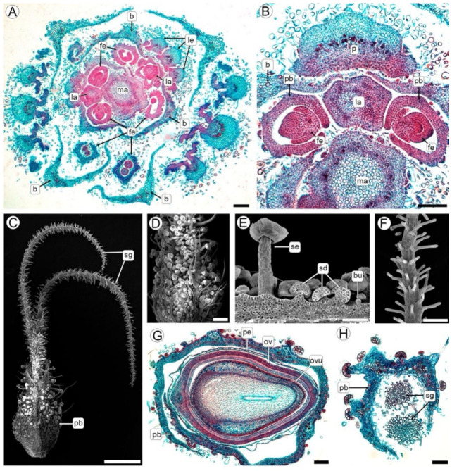 Floral apex and female flower. (A,B,G,H) Light microscopy (LM), (C–F) Scanning electron microscopy (SEM). (A) Cross section showing phytomer organization. (B) Detail of a phytomer consisting of a reduced leaf and its petiole, two opposite solitary flowers (fe) each subtended by a bract, and an axillary shoot. (C) Mature female flower showing the perigonal bract and elongated stigmatic branches. (D) Surface of the perigonal bract showing abundant glandular trichomes. (E) Detail of the outer epidermis of the perigonal bract with sessile capitate, stalked capitate, and bulbous glandular trichomes. (F) Detail of stigmatic branches. (G,H) Cross-sections through the ovary and stigmatic branches, respectively. Abbreviations: b, bract; bu, bulbous trichome; fe, female bud; la, lateral axis; le, leaf; ma, main axis; ov, ovary; ovu, ovule; p, petiole; pb, perigonal bract; pe, hyaline perianth; se, sessile capitate trichome; sd, stalked capitate trichome; sg, stigmatic branches. Scale bars: (A,B,E–H) = 100 µm, (C) = 1 mm, (D) = 300 µm.