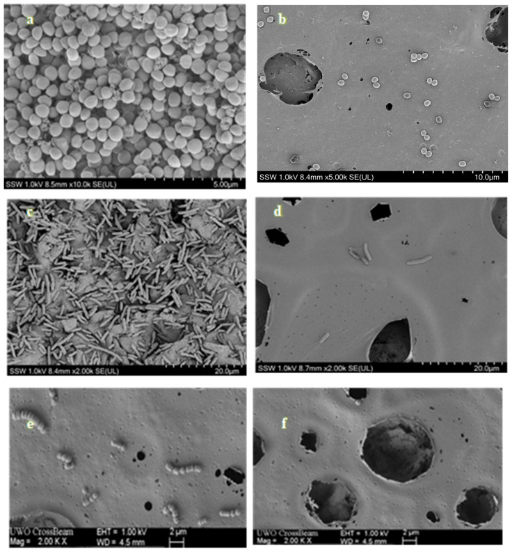 SEM images of biofilms formed on MMA surface treated with (a) S. aureus, (c) E. coli., and (e) S. agalactiae, respectively, after 24 h. SEM images of biofilms on MMA/CBD disc surface treated with (b) S. aureus, (d) E. coli, and (f) S. agalactiae after 24 h.