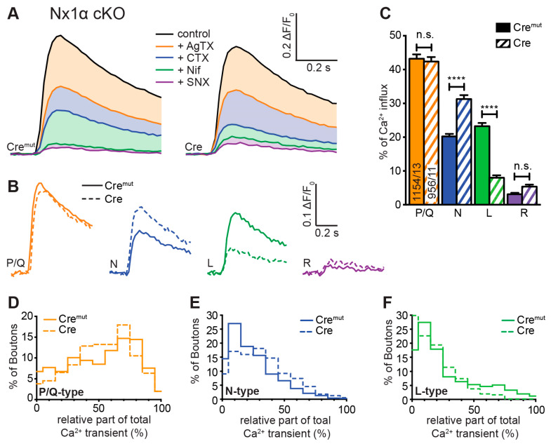 Single Nx1α deletion changed the VGCC subtype contribution to presynaptic Ca2+ influx. VGCC subtype contribution to Ca2+ influx after single-AP stimulation was measured in Nx1α cKO neurons with synGCaMP7b by sequential addition of specific blockers as described in Figure 3. (A) Averaged traces of control neurons (Nx1α cKO Cremut, 13 cells/1154 boutons; left) and neurons lacking only Nx1α (Cre, 11/956, right); colors indicate traces after subsequent application of subtype-specific blockers as depicted. Thus, the area in dimmed colors above the traces indicates the amount of Ca2+ influx sensitive to the given blocker. (B) Ca2+ transients that specifically reflect Ca2+ influx through the sequentially blocked VGCC subtypes were isolated by subtraction from the traces in A and compared between Nx1α cKO Cremut (continuous lines) and Nx1α cKO Cre (dashed lines). (C) Mean ± SEM of relative Ca2+ contribution (% of control) per VGCC subtype calculated for individual boutons (ROIs) in Nx1α cKO neurons. The number of examined boutons/cells is shown in the P/Q columns and applies to all VGCC subtypes. Columns were compared with Kruskal-Wallis test, n.s.: p > 0.05, ****: p < 0.0001. (D) The P/Q-type portion of Ca2+ transients was calculated for each synaptic bouton, and the spreading is shown in a histogram comparing the variability in neurons with and without Nx1α (Cremut, 755/13; Cre, 552/11), in (E) for the N-type and (F) for the L-type.