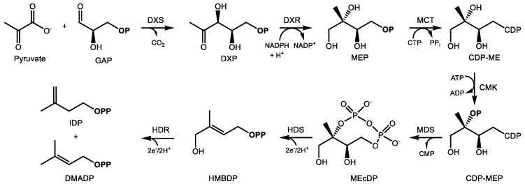 Biosynthesis of IDP and DMADP via the MEP pathway in the plastid. Enzyme abbreviations are as follows: DXS—1-deoxy-d-xylulose 5-phosphate synthase, DXR—1-deoxy-d-xylulose 5-phosphate reductoisomerase, MCT—2C-methyl-d-erythritol 4-phosphate cytidyltransferase, CMK—4-(cytidine 5′-diphospho)-2C-methyl-d-erythritol kinase, MDS—2C-methyl-d-erythritol-2,4- cyclodiphosphate synthase, HDS—4-hydroxy-3-methylbut-2-enyl diphosphate synthase, HDR—4-hydroxy-3-methylbut-2-enyl diphosphate reductase. For intermediates, GAP—d-glyceraldehyde- 3-phosphate, DXP—1-deoxy-d-xylulose 5-phosphate, MEP—2C-methyl-d-erythritol 4-phosphate, CDP–cytidyl diphosphate, MEcDP—2C-methyl-d-erythritol-2,4-cyclodiphosphate, HMBDP—1-hydroxy-2-methyl-2-(E)-butenyl-4-diphosphate, IDP—isopentenyl diphosphate, DMADP—dimethylallyl diphosphate; OP and OPP signify mono- and diphosphate groups, respectively.