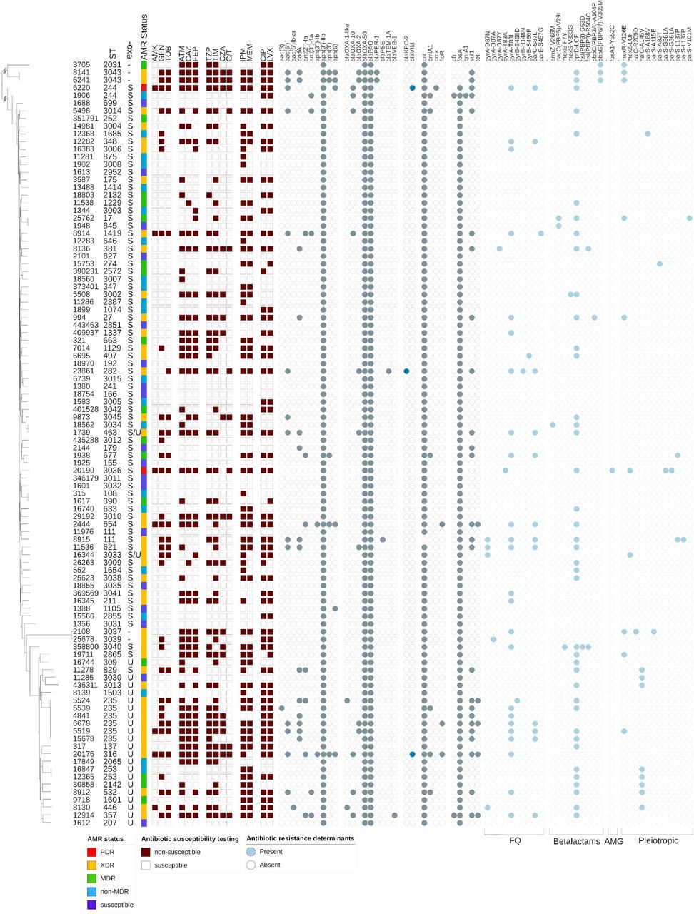 Characteristics of the P. aeruginosa diversity panel.Core genome SNP-based phylogenetic tree of the 100 strains in the final diversity panel. Strain sequence type (ST) is indicated. The assigned antimicrobial resistance (AMR) phenotype (see the text for details) is provided, and the dark red-brown squares indicate a result of non-susceptible (filled) or susceptible (open) to the tested antibiotic. The gray circles indicate the presence of a known resistance gene or mutation, with the blue-gray color highlighting those gene families of particular interest. For each isolate, the specific effector/genotype (exoU+ or exoS+) of the type III secretion system are indicated.