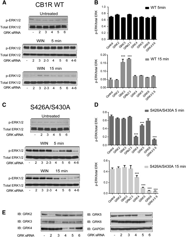 GRK subtype specific regulation of β-arrestin 1 signaling. (A–D). Cells expressing either the wild-type (A) or S426A/S430A (C) receptors were cotransfected with control, GRK2, GRK3, GRK4, GRK5, or GRK6 siRNAs as described in Materials and Methods. After exposure to 1 μM WIN for 5 and 15 minutes, cells were lysed and the lysates were separated by SDS-PAGE and blotted with anti-phospho-ERK1/2 and anti-total ERK1/2 antibodies. Representative Western blot images are shown. Graphs provide the quantified levels of ERK1/2 phosphorylation for the wild-type (B) and S416/430A (D) receptors. The statistical significance of the differences compared with control was assessed using one-way analysis of variance and Bonferroni’s post hoc test. ***P < 0.001. (E) Representative Western blot bands demonstrates specific knockdown of GRKs endogenously expressed in HEK293 cells.