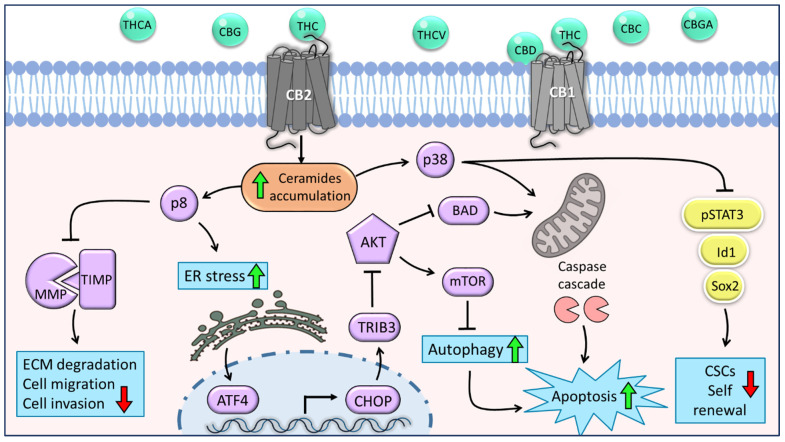 The main molecular mechanisms underlying the anti-tumor effects of C. sativa phytocannabinoids on glioma cells and glioblastoma stem cells. Phytocannabinoids inhibit cell viability and motility through various cannabinoid receptor (CB)-mediated mechanisms. THC acts as an agonist of both CB1 and CB2 receptors; CBD may act as a CB1 antagonist. The activation of CB1 or CB2 stimulates the synthesis and accumulation of ceramides (orange shape) and, as a result, triggers the induction of p8. This leads to the inhibition of cell migration and invasion through the downregulation of MMPs. Furthermore, p8 promotes the upregulation of ER-stress-related genes ATF-4, CHOP, and TRIB-3, followed by inhibition of the Akt-mTORC1 axis and initiation of autophagy, which is upstream of apoptosis. In addition, inhibition of Akt leads to the overexpression of BAD and consequently induces apoptosis via the intrinsic mitochondrial pathway. Another signaling pathway activated by ceramides is p38-MAPK, which involves both apoptosis activation and inhibition of CSC self-renewal through the downregulation of stemness regulators, such as p-STAT3, Id1, and Sox2 (yellow shapes). Green arrows represent upregulation and red arrows represent downregulation of biological processes. Purple shapes represent genes or proteins, and blue shapes represent biological processes.