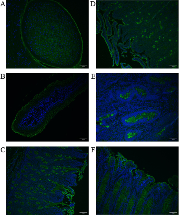 Localization of DAGLB (green) in circumvallate papillae of the tongue (A), ruminal papillae (B), epithelium of duodenum (C), ileum at 10X (D) and ileum at 40X (E), and in colon epithelium (F). Nuclei are counterstained with DAPI (blue)