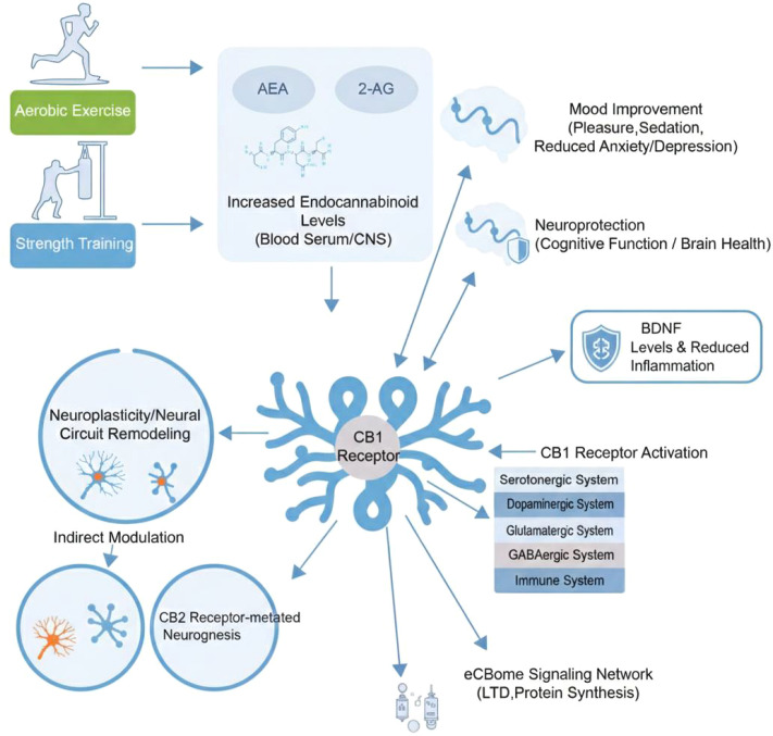 Diagram illustrating how aerobic exercise and strength training increase endocannabinoid levels (AEA, 2-AG), leading to CB1 receptor activation. Outcomes include mood improvement, neuroprotection, BDNF elevation, reduced inflammation, neural remodeling, and modulation of neurotransmitter and immune systems.