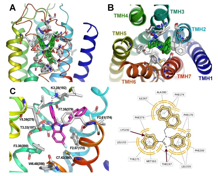 Superimposition of top-scored binding models for the ligands within the CB1 receptor binding site. (A) Side view, and (B) top view from the extracellular side; the loops have been omitted for greater clarity. (C) Schematic representation of the binding mode of the most active compound of the series (39). The 2D representation was obtained using LigandScout v3.03. The main interactions are: (1) Two hydrogen bonds, one between the pyridine nitrogen and K3.28(192) and the other between the benzimidazole N-3 and T3.33(197); (2) Hydrophobic and aromatic interactions of the naphthalene ring with the side-chains of F2.61(174), F7.35(379), A7.36 (380), I5.31(267), between the pyridine ring and L3.29(193), Y5.39(275), M6.55(363), F7.35(379) and of the benzimidazole with F2.57(170), F3.36(200), L6.51(359) and W6.48(356).