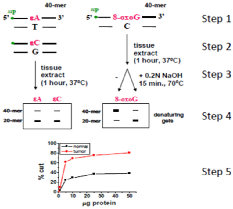 The nicking assay involves 5 main steps: 1—labeling of oligodeoxynucleotides containing εA, εC and 8-oxoG; 2—hybridization; 3—excision of εA, εC and 8-oxoG from oligonucleotides performed by glycosylases present in tissue extracts; 4—separation of reaction products; 5—detection and quantification of the reaction products. The resulting reaction products were analyzed using Imane Quant 5.2 and Microcal Origin programs for reaction product quantification. The cleavage percentage of a known amount of ³²P-labeled oligonucleotides relative to the total content was evaluated and expressed as picomoles of product/hour/microgram of protein.