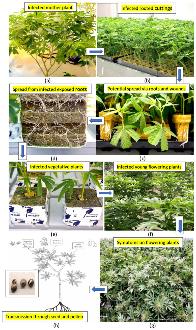 Summary of the various avenues through which HLVd can be spread in an indoor hydroponic cannabis-growing environment based on the results from this study. Starting from infected stock plants (a), most of which are asymptomatic, cuttings rooted in a propagation room were shown to be infected at a high frequency and mostly remained asymptomatic (b,c). These rooted cuttings gave rise to infected vegetative plants (d), which may show symptoms of stunted growth and reduced root development. Spread of HLVd from exposed roots and through wounds can take place during the vegetative plant stage (e), especially through recirculated nutrient solution. Infected flowering plants originating from infections that occurred at the vegetative or propagative stage can display symptoms of stunting and reduced growth when placed under a 12:12 h photoperiod to induce flowering (f). These plants continue to display symptoms throughout the flowering period, including smaller inflorescences and reduced cannabinoid production (g). Plants grown for seed that are infected can produce infected pollen and seed at a high frequency, resulting in further spread of the viroid (h).