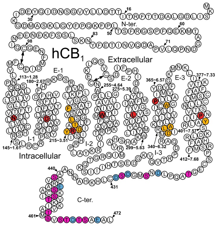 Human CB1 Helix net. (I1–I3 for the intracellular (IC) loops, E1–E3 for the extracellular (EC) loops). The most conserved amino acid residue in each helix in red. Purple highlights for putative phosphorylation sites on the C-terminus of the receptor. Blue highlights for negatively-charged residues in the C-terminus. Other residues discussed are highlighted in orange; in order, they are: F3.36, L3.43, T3.46, Y3.49, D3.51, W6.48, L341(6.33), A342(6.34), D6.30, and Y7.53.
