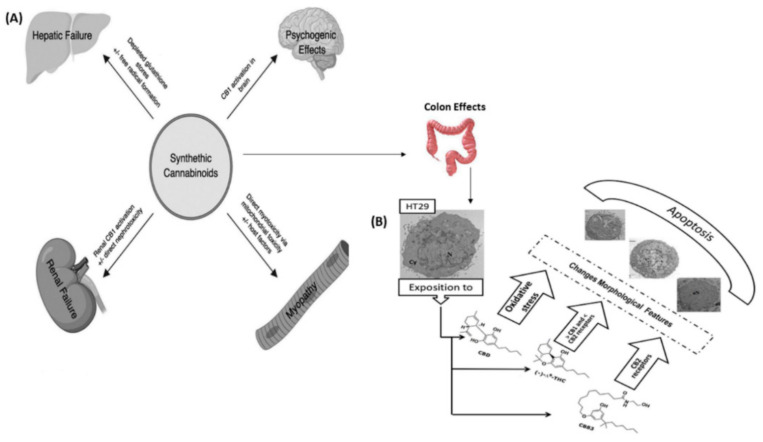 Schematic illustration of (A) proposed mechanisms of synthetic cannabinoids end-organs effects, and (B) their cytotoxic effects on human HT-29 colorectal adenocarcinoma cells (reprinted with permission from [120,121]; copyright (2019) (2020) ACCP; MDPI; the articles were printed under a CC-BY license).