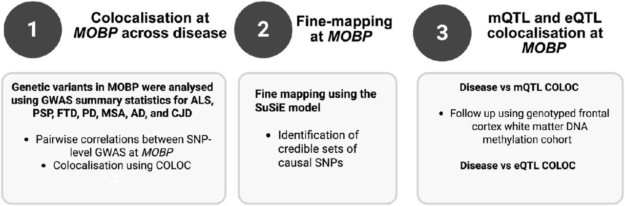 Schematic overview of the multi-step analytical strategy used to characterise genetic and regulatory mechanisms at the MOBP locus.1) Cross-disease colocalisation: GWAS summary statistics from ALS, PSP, FTD, PD, MSA, AD, and CJD were analysed to assess shared genetic architecture at MOBP, including pairwise SNP-level correlations and colocalisation using COLOC. Pairwise correlations between SNP-level GWAS p-values across diseases within the MOBP region (±1 Mb around the gene) were calculated to evaluate the extent of shared genetic signal. Colocalisation analysis using COLOC was performed to evaluate whether two association signals are consistent with a shared causal variant within a defined genomic region. 2) Fine mapping using the SuSiE model, which identifies credible sets of putative causal SNPs by modelling associations as the sum of multiple independent effects, was also performed. 3) Follow-up analyses integrating DNA methylation QTLs (bulk brain tissue) and gene expression QTLs (oligodendrocyte-specific) with disease-associated variants at MOBP. Follow up of mQTL signal in a frontal cortex white matter DNA methylation cohort rs1768208, previously linked to PSP risk, was genotyped in additional samples overlapping with frontal lobe methylation data. MOBP, myelin-associated oligodendrocyte protein; ALS, amyotrophic lateral sclerosis; PSP, progressive supranuclear palsy; FTD, frontotemporal dementia; AD, Alzheimer’s disease; MSA, multiple system atrophy; PD, Parkinson’s disease; CJD, Creutzfeldt-Jakob dise se; GWAS, genome-wide association study; SNP, single-nucleotide polymorphism; mQTL, methylation quantitative trait loci; eQTL, expression quantitative trait loci.