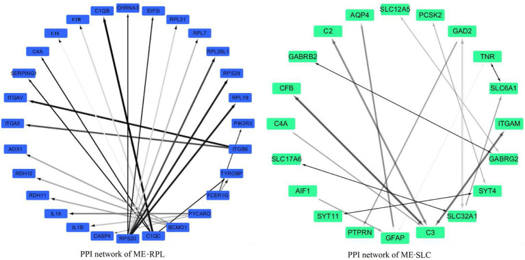 PPI networks of the DEGs in “ME-RPL” and “ME-SLC.” Grayscale value of each line correlates with the strength of the interaction between the proteins.