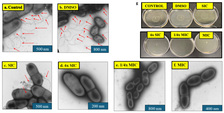 (a–f) Effect of cannabidiol on the morphology and external structures (flagella) of LM Scott A observed by negative staining transmission electron microscopy (TEM). L. monocytogenes cultures grown in the presence or absence of CBD were fixed, negatively stained with uranyl acetate, and examined under the transmission electron microscope to assess flagellar structure. Control and DMSO-treated LM cells exhibited numerous long flagella (indicated by red arrows). In contrast, cells exposed to the subinhibitory concentration (SIC) of cannabidiol showed a marked reduction in flagellar development. Complete loss of flagella was observed at higher concentrations (6× SIC to MIC), indicating a dose-dependent inhibitory effect of cannabidiol on flagellar synthesis. Scales are expressed in nm. (g) Effect of cannabidiol on the motility of LM Scott A. A complete inhibition in motility was observed from 6× SIC to MIC. The final concentration of DMSO (100% stock) was 1.2% (v/v). Abbreviations: DMSO, dimethyl sulfoxide (solvent control); SIC, sub-inhibitory concentration; MIC, minimum inhibitory concentration.
