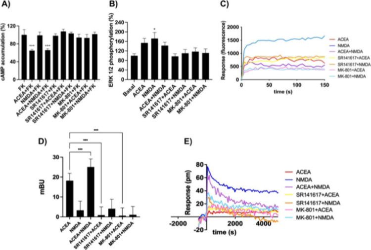Functional characterization of CB1 and NMDA receptors in transfected HEK-293T cells. (A, B, D) HEK-293T cells were cotransfected with cDNAs encoding CB1R (0.3 μg), N1 (0.5 μg), and N2B (0.5 μg). Cells were pretreated with selective antagonists (1 μM SR141716rimonabantfor CB1R or 1 μM MK-801 for NMDAR), followed by stimulation with agonists (100 nM ACEA and/or 15 μM NMDA). Functional responses were assessed by measuring cAMP levels (A), ERK1/2 phosphorylation (B), and dynamic mass redistribution (DMR) (E). (D) β-Arrestin-2 recruitment was measured in cells expressing β-arrestin-2-Rluc, CB1R-YFP, N1, and N2B, following the same treatment protocol as in (B). Increase in cytosolic calcium was measured in HEK-293T cells transfected with cDNA coding CB1R (0.3 μg), N1 (0.5 μg), N2B (0.5 μg), and the 6GCamMP calcium sensor (0.5 μg), under identical antagonist/agonist treatment conditions. Data are presented as mean ± SEM from six to eight independent experiments performed in triplicates. One-way ANOVA followed by Bonferroni’s post hoc test was used for statistical analysis (*p < 0.05, ***p < 0.001 vs 500 nM forskolin (FK) in cAMP assays, vs basal in pERK1/2 assays, or vs ACEA treatment in β-arrestin-2 recruitment assays).