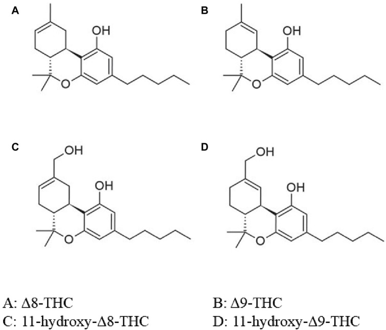 Chemical structure of Δ8-THC, Δ9-THC and its metabolites. O, oxygen; OH, hydroxide; THC, tetrahydrocannabinol. Adapted from Tagen and Klumpers (2022)