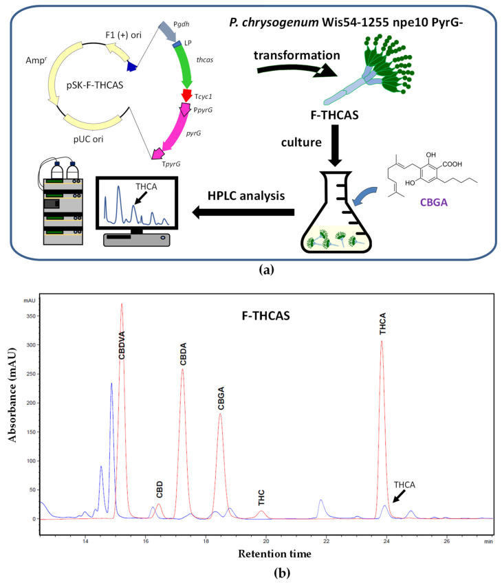 Production of Δ9-THCA in P. chrysogenum after feeding CBGA to the culture medium. (a) Schematic representation of the strategy followed to produce Δ9-THCA from CBGA in P. chrysogenum. Plasmid pSK-F-THCAS included: PgdhA (A. awamori glutamate dehydrogenase gene promoter), Tcyc1 (transcriptional terminator of the S. cerevisiae cyc1 gene), LP (signal peptide), thcas (Δ9-tetrahydrocannabinolic acid synthase gene), and PyrG expression cassette. (b) Representative chromatogram at 270 nm of one of the transformants of the F-THCAS strain showing the formation of Δ9-THCA (blue line). Cannabinoid standards are included (red line).
